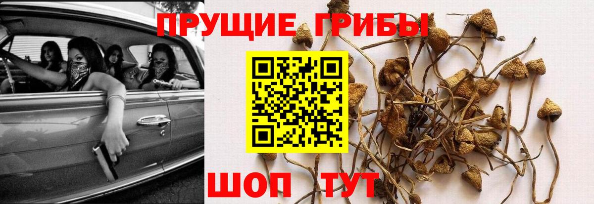 Ейск  Псилоцибиновые грибы прущие грибы  Вход с VPN 